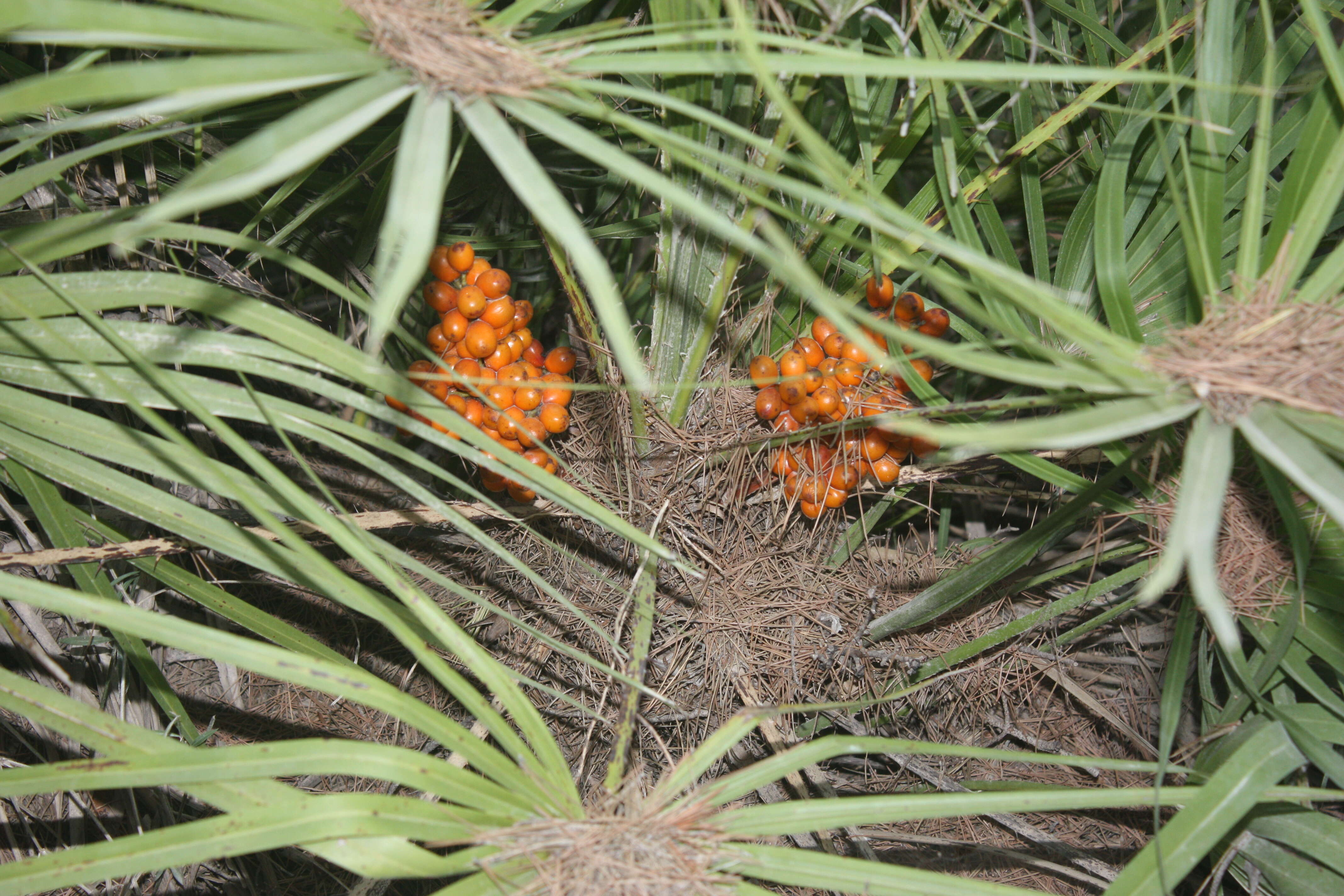 Image of fan palm