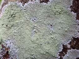 Image of Clemente's rosette lichen
