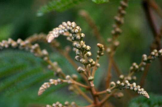 Image of African weeping-wattle