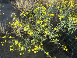 Image of French groundsel