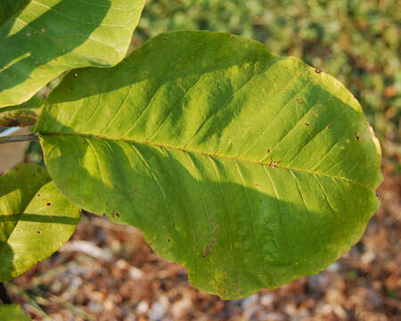 Image of Big-Leaf Magnolia