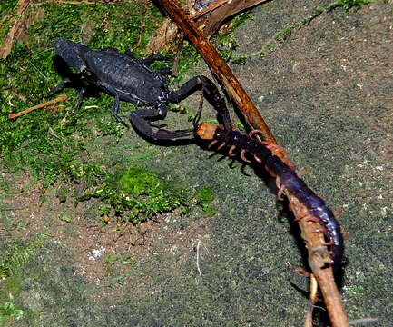 Image of Tityus obscurus (Gervais 1843)