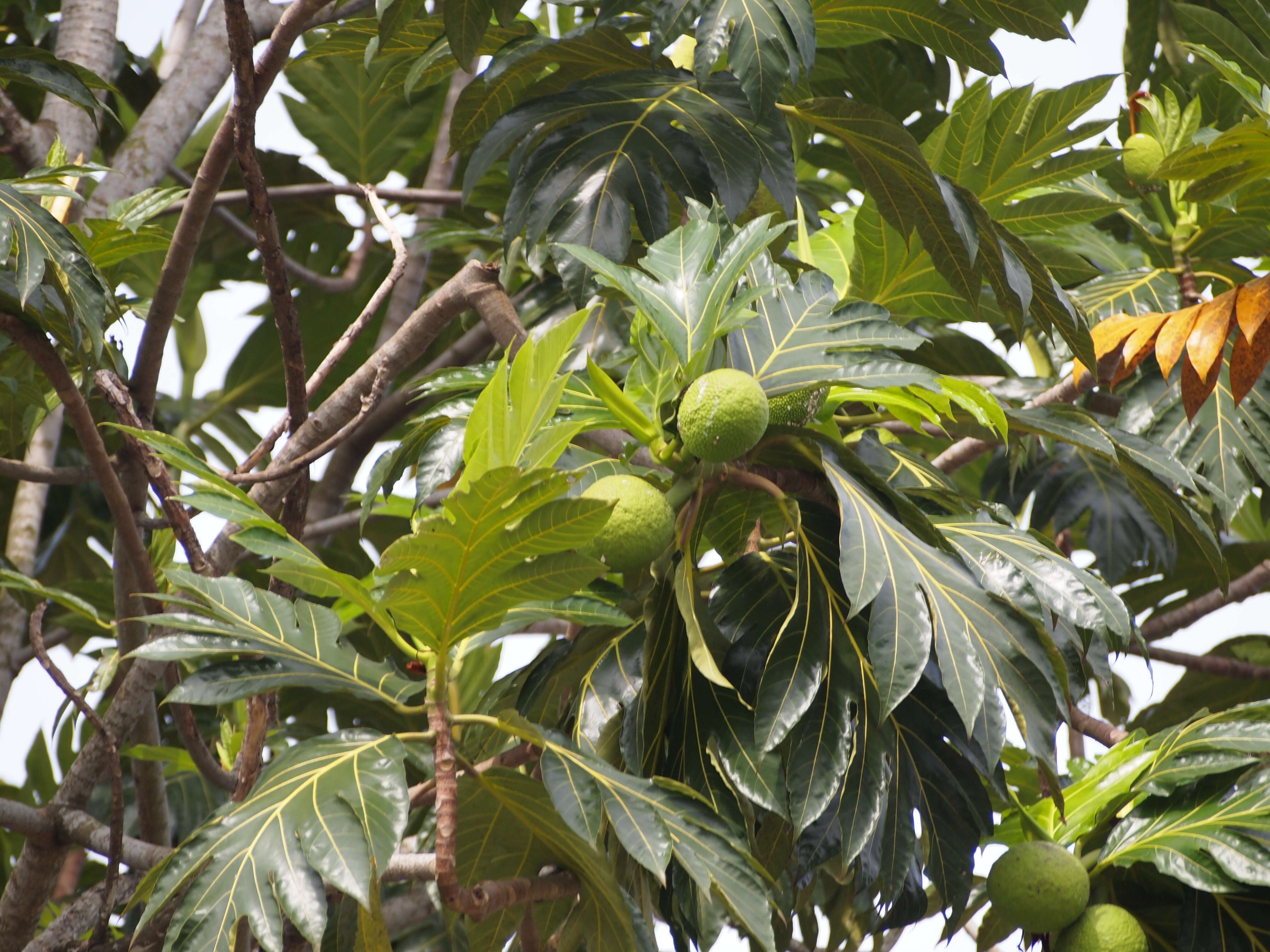 Image of Breadfruit Tree