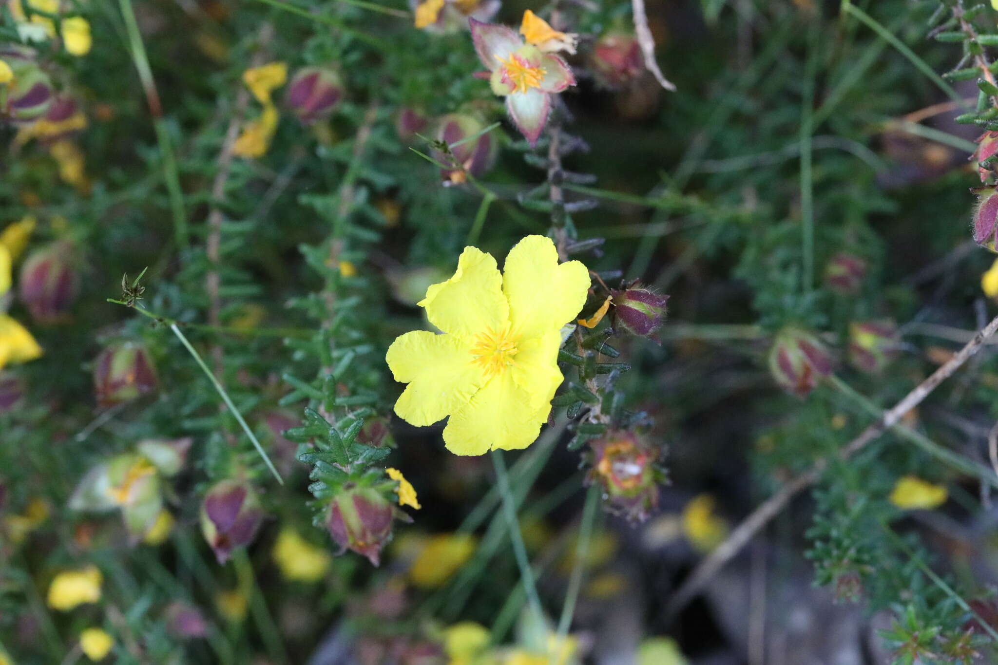 Image of Hibbertia vestita A. Cunn. ex Benth.