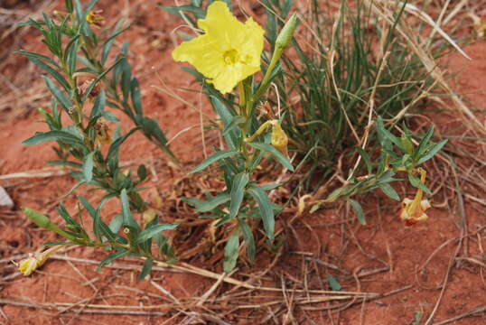 Oenothera hartwegii Benth. resmi