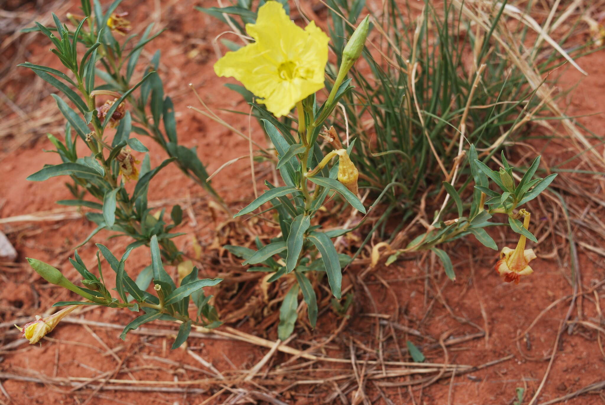 Sivun Oenothera hartwegii Benth. kuva