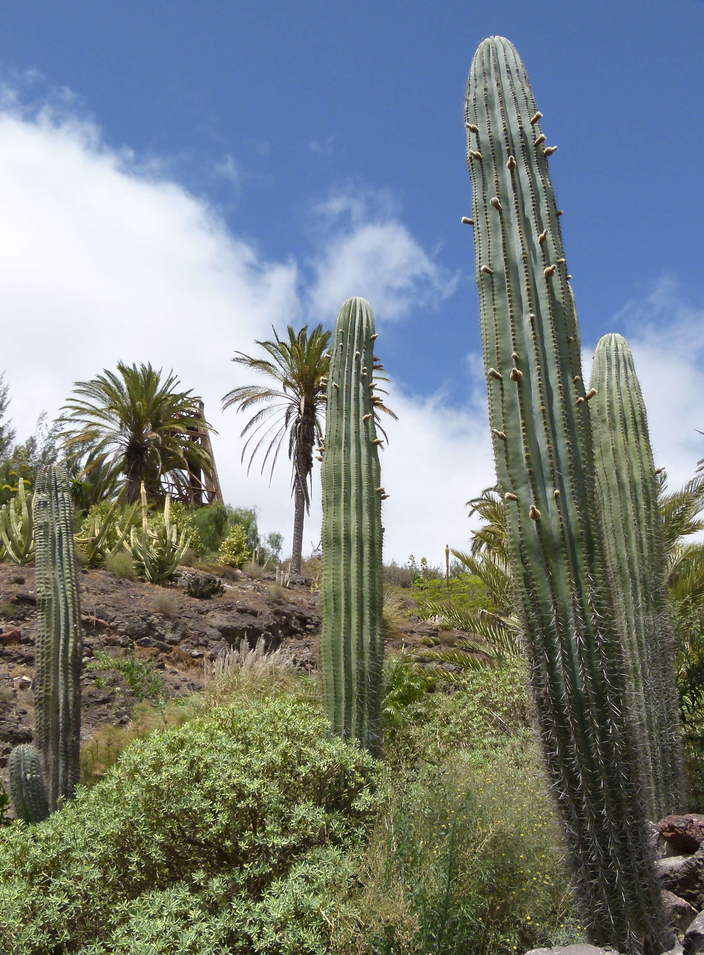 Image of Cardón Cactus