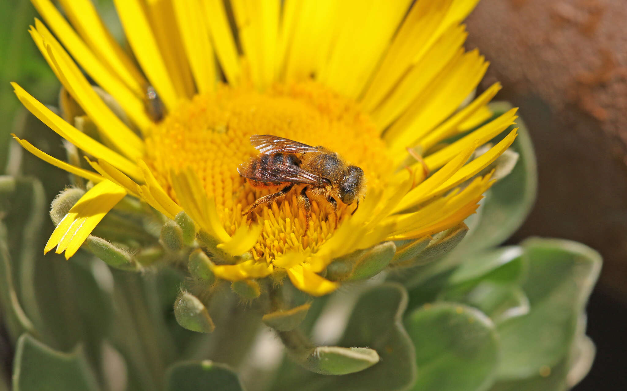 Image de Osmia cinnabarina Pérez 1895