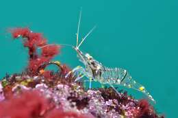 Image of Common prawn