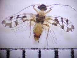 Image of Propsocus