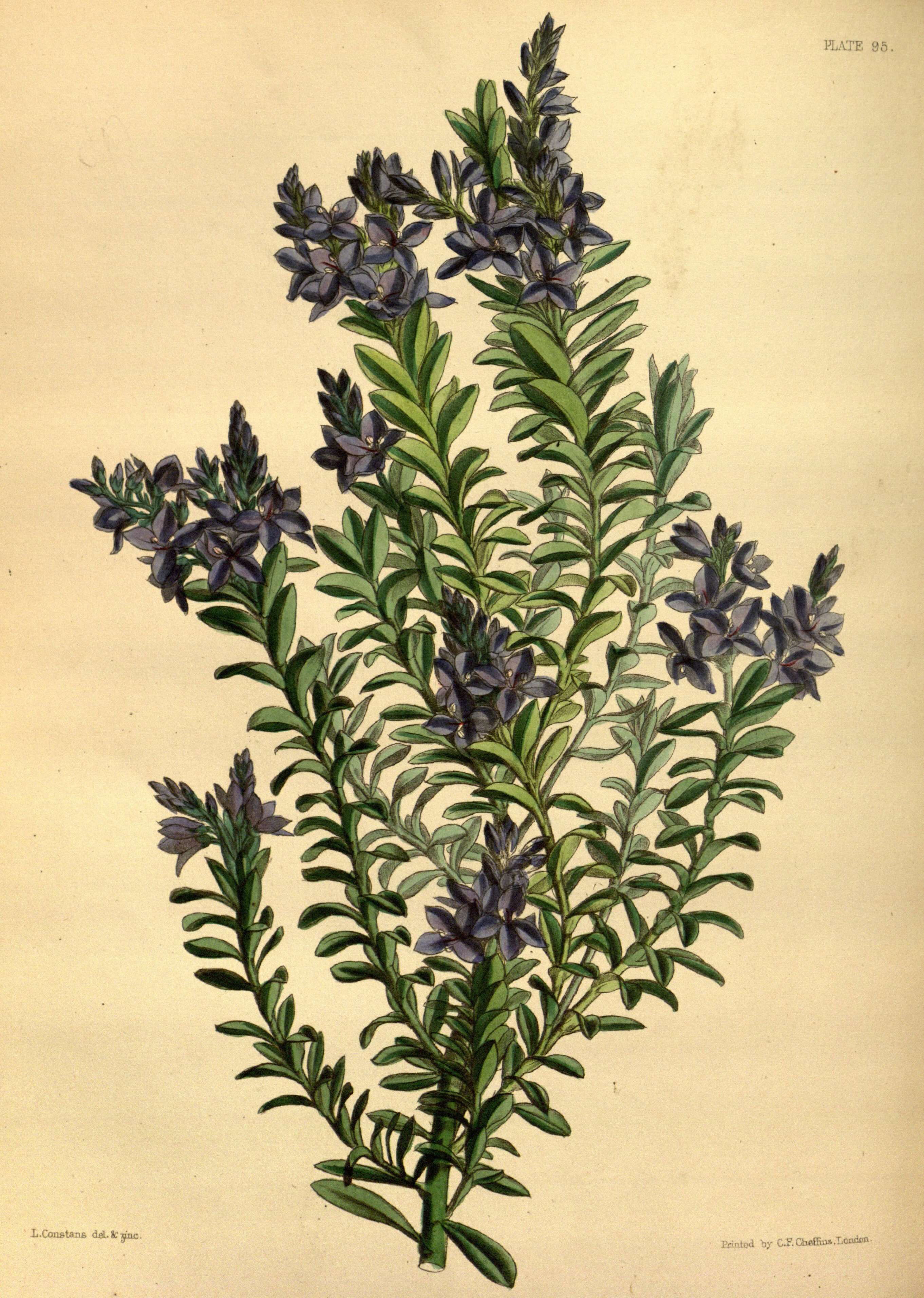 Image of Veronica formosa R. Br.