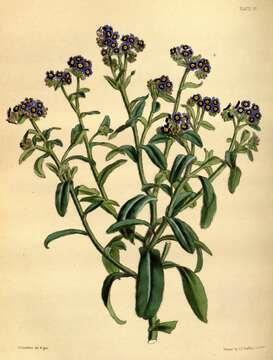 Sivun Myosotis azorica H. C. Wats. ex Hook. kuva