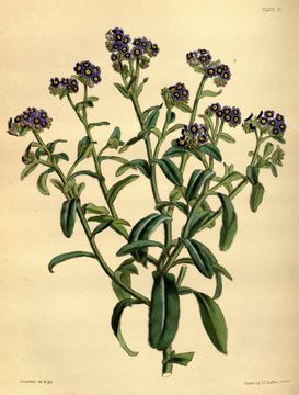 Image of Azores forget-me-not