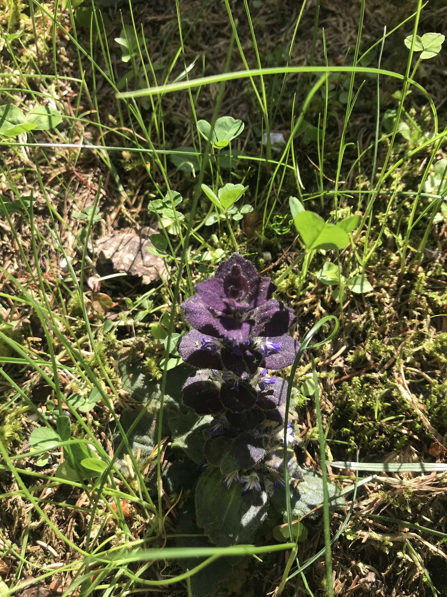 Image of Pyramidal Bugle