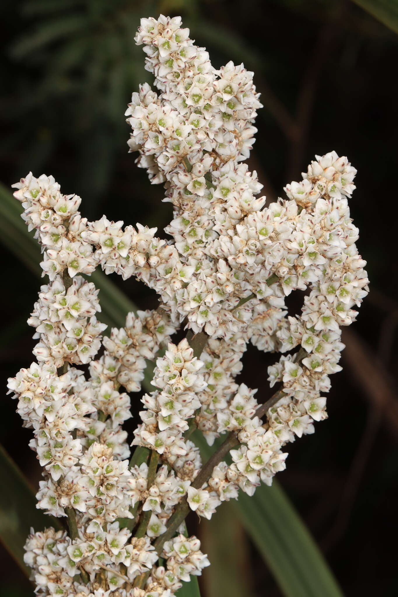 Image of Lomandra ordii (F. Muell.) Ewart