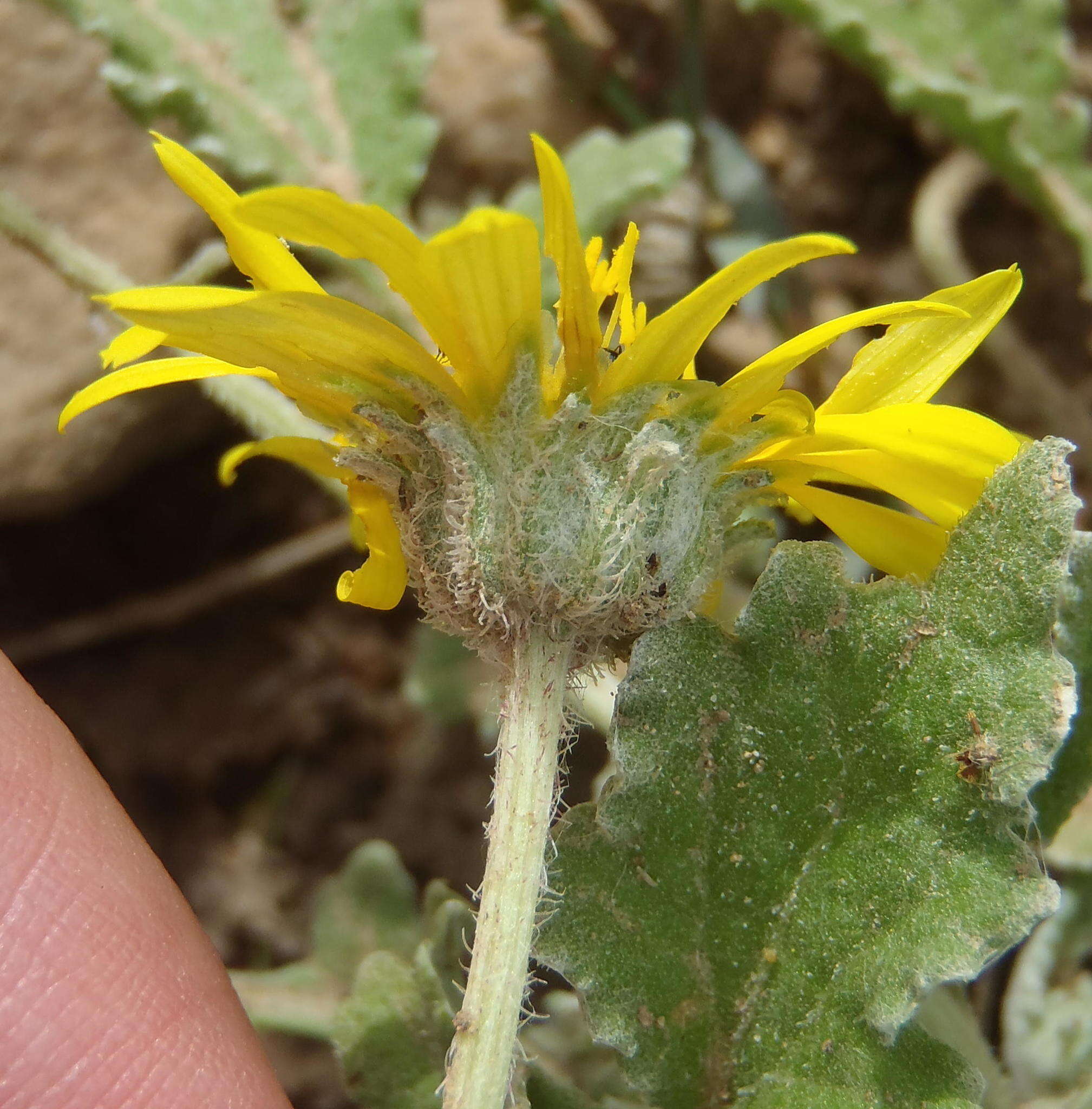 Image of Arctotis arctotoides (L. fil.) O. Hoffm.