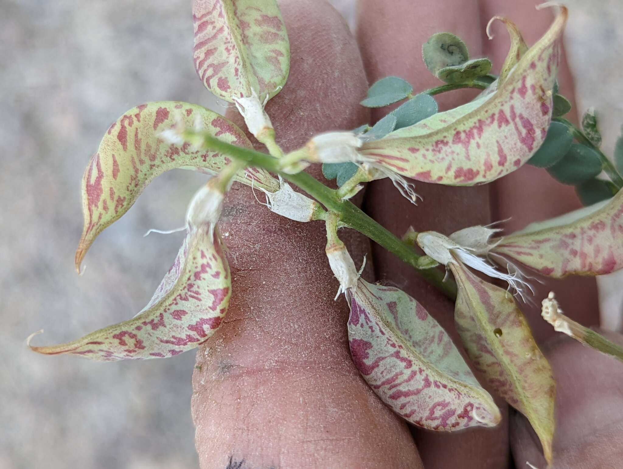 صورة Astragalus beckwithii var. purpureus M. E. Jones