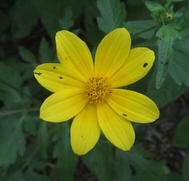 Image of Munondo bur-marigold