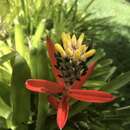 Image of Aechmea lamarchei Mez