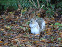 Image of Sciurus subgen. Sciurus Linnaeus 1758