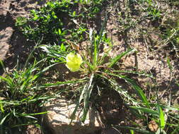 Plancia ëd Oenothera flava (A. Nels.) Garrett