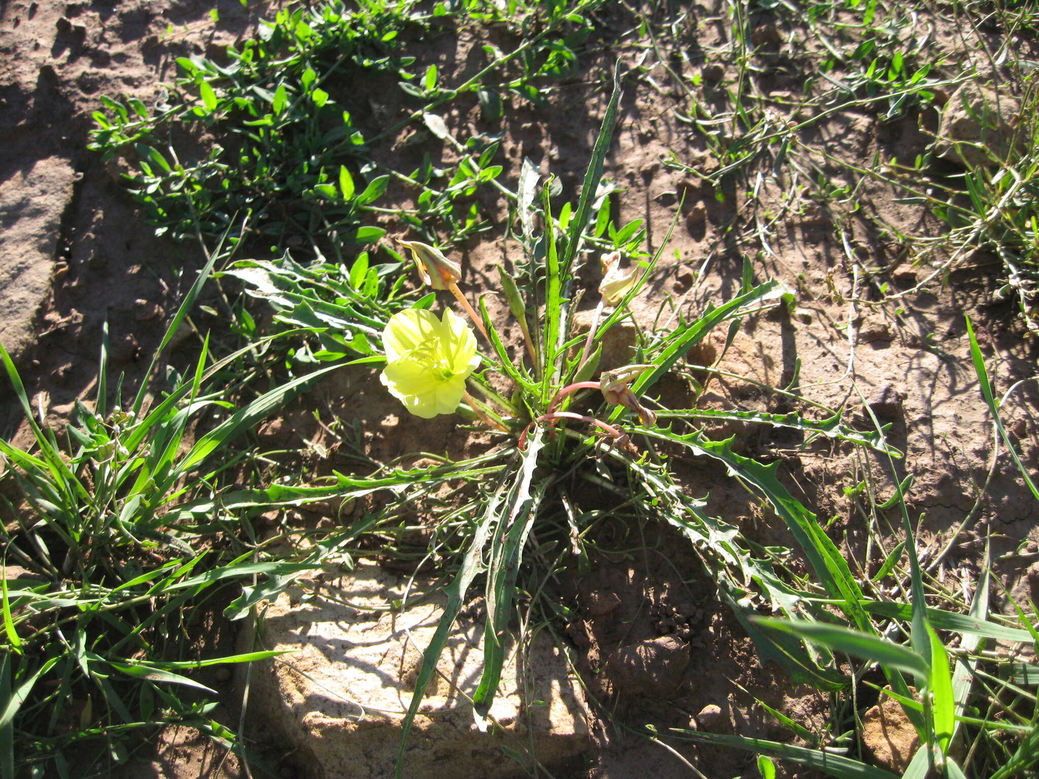 Plancia ëd Oenothera flava (A. Nels.) Garrett