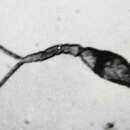 Image of Schistosoma japonicum
