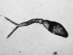 Image de Schistosoma japonicum