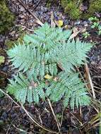 Image of Hawaii Potato Fern