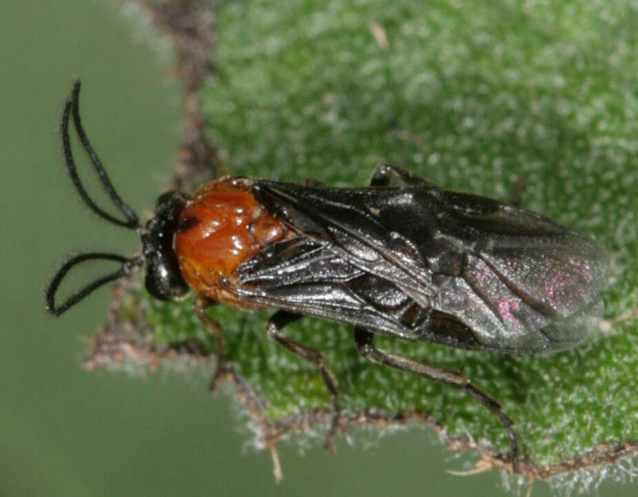 Image of Argidae