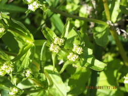 Image of navel cornsalad