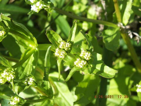 Image of navel cornsalad