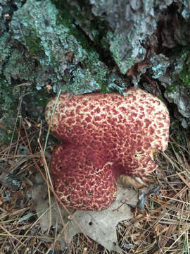 Image of Clinton’s boletus