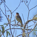 Image of Chestnut-crested Cotinga