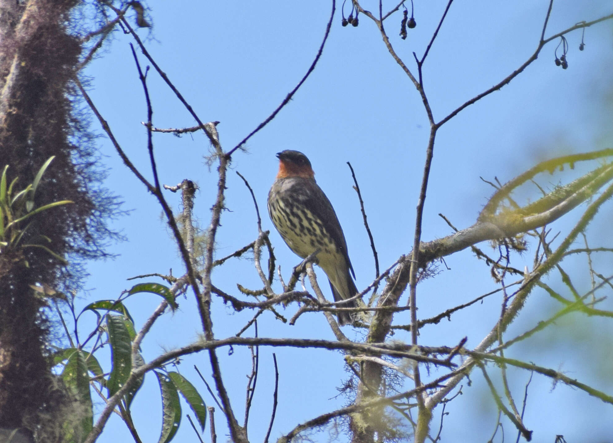 Image of Chestnut-crested Cotinga