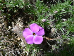 Imagem de Phlox diffusa Benth.