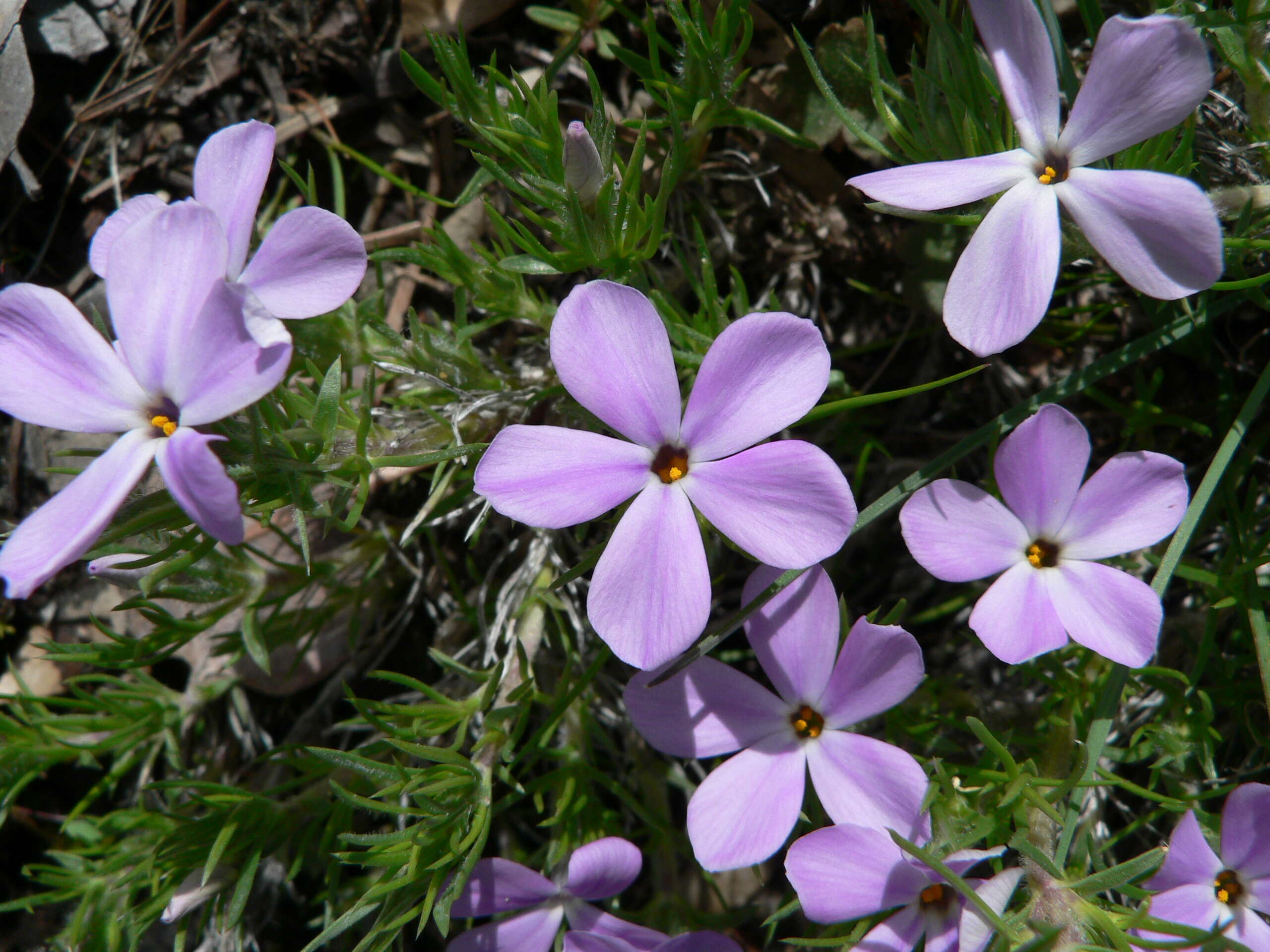 Imagem de Phlox diffusa Benth.