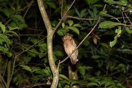 Image of Mountain Scops-Owl