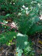 Image of Limestone Fern