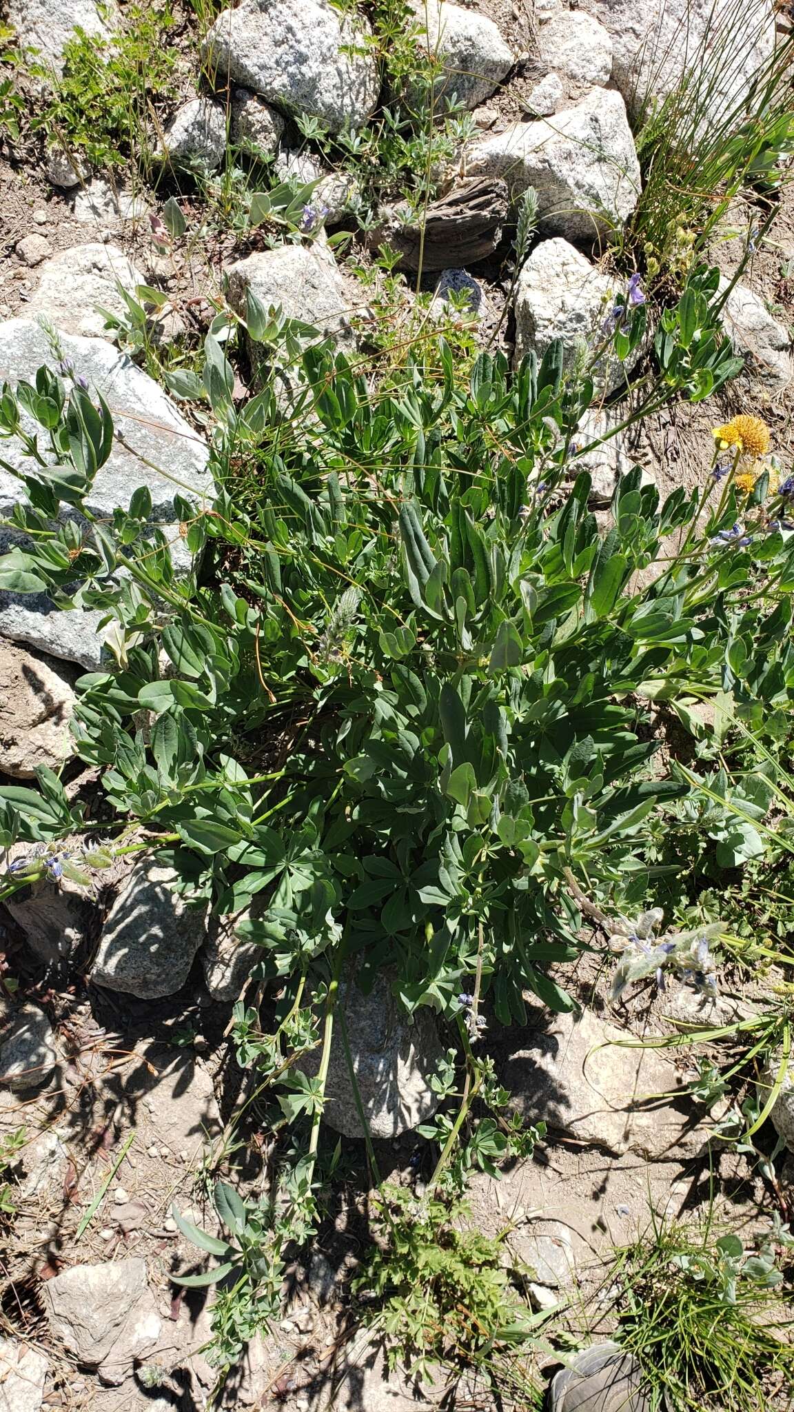 Image of largeleaf lupine