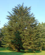 Image of Cedar of Lebanon