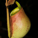 Image of Fanged pitcher plant