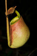 Image of Fanged pitcher plant