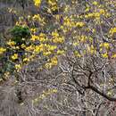 Image of Yellow trumpet tree