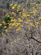 Image of Yellow trumpet tree