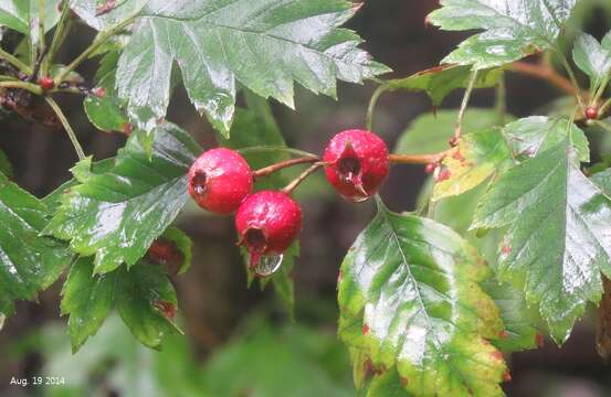 Image of Chinese Hawthorn