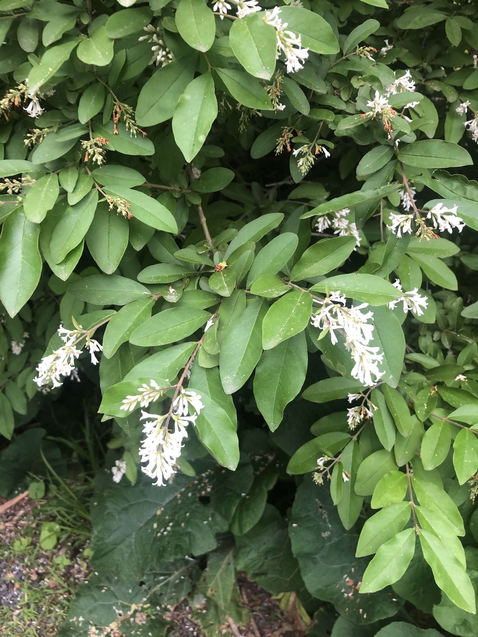 Image of border privet