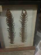 Image of Scolopendra viridicornis Newport 1844