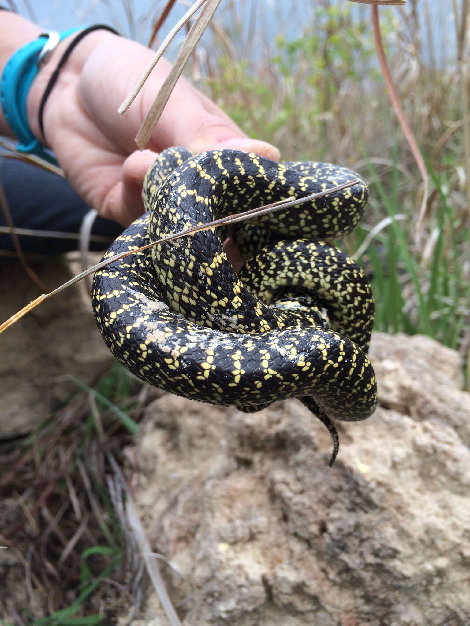 Sivun Lampropeltis holbrooki Stejneger 1902 kuva