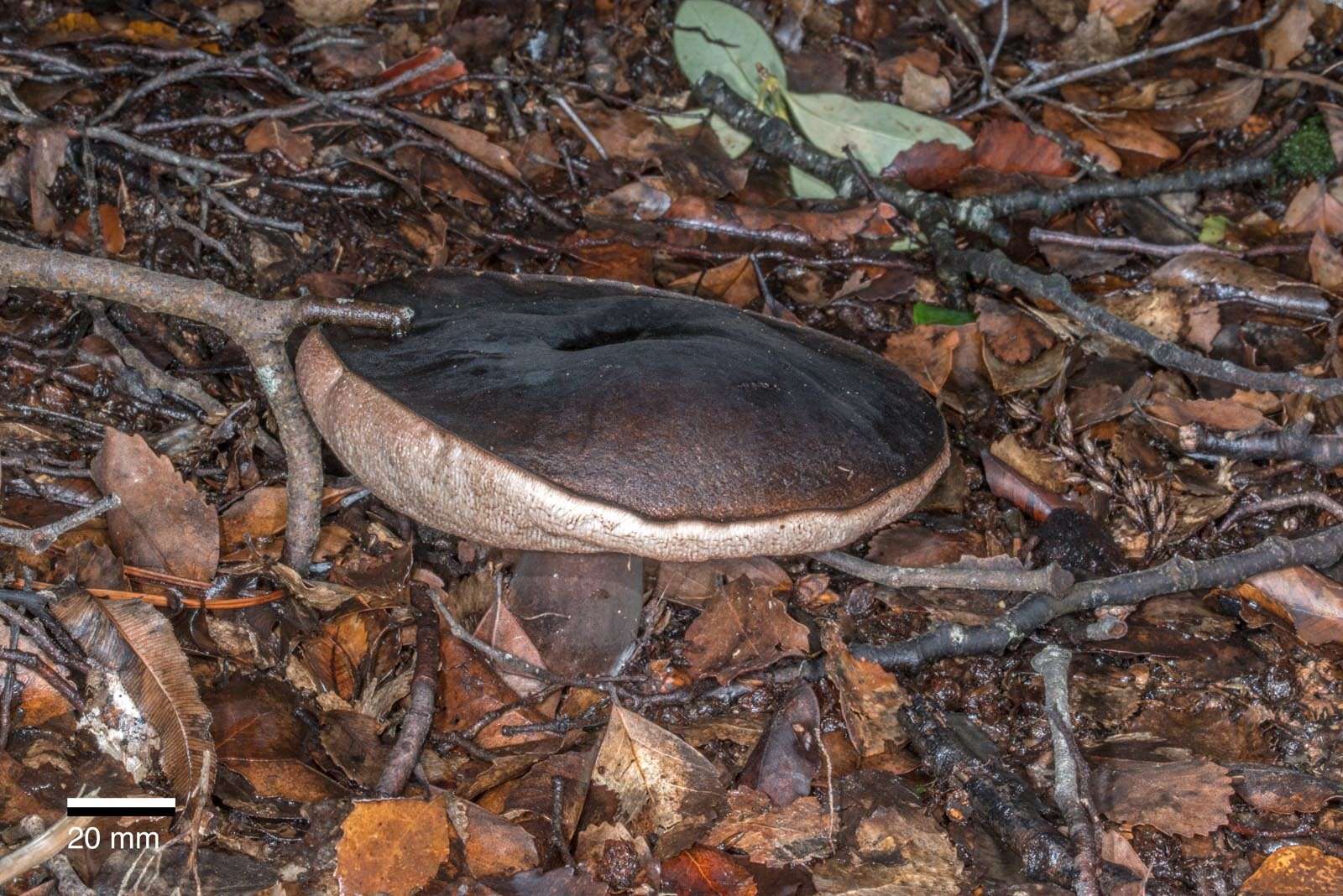 Imagem de Porphyrellus formosus (G. Stev.) J. A. Cooper 2014